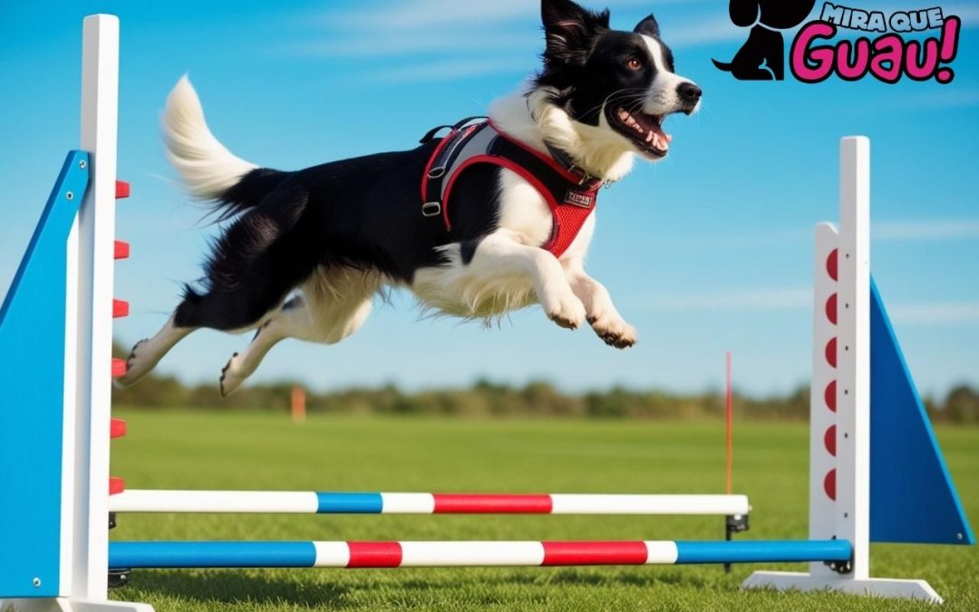 Agility Canino: Cómo Empezar, Mejores Razas y Competiciones Famosas