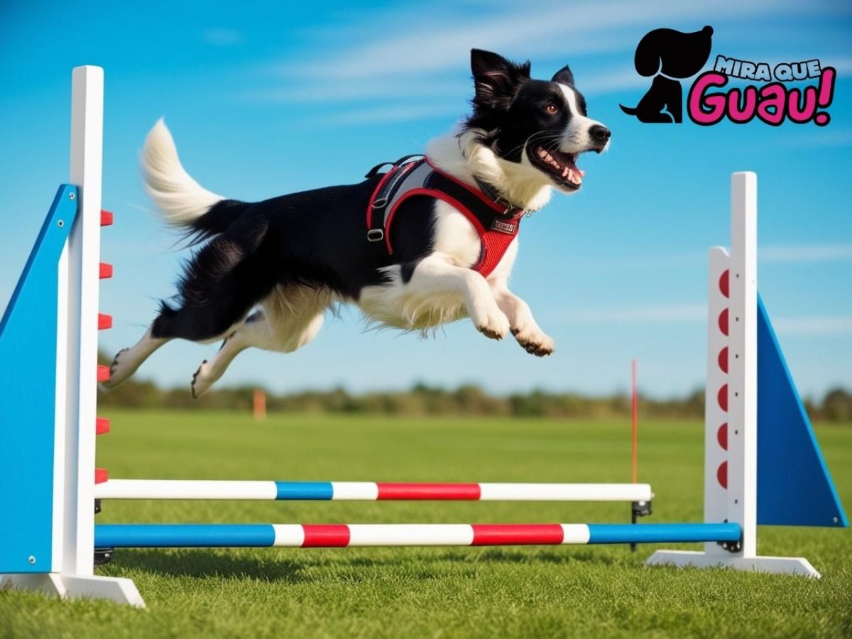 Agility Canino: Cómo Empezar, Mejores Razas y Competiciones Famosas 3 Mira Que Guau! Mira Que Guau!