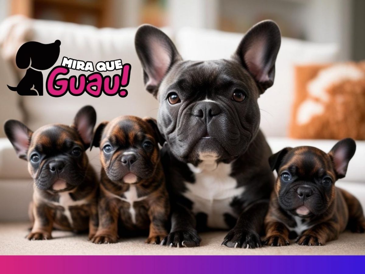 Compañero ideal: Perfecto para personas que buscan un perro cariñoso y tranquilo.