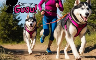 Corre, diviértete y conecta con tu perro: ¡Empieza hoy en el emocionante mundo del Canicross!