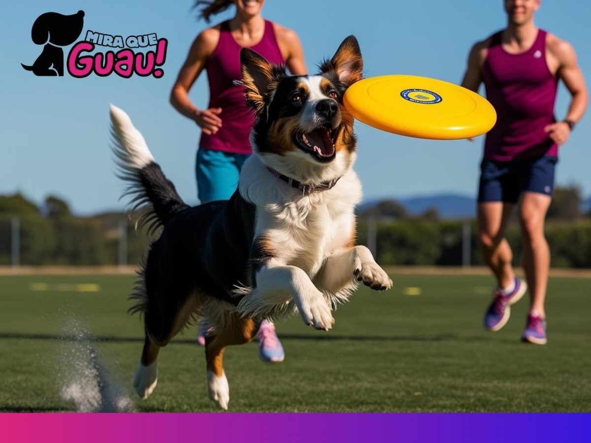 Sin importar la raza, lo importante es que tu perro disfrute y esté en buena forma física. ¡El Discdog es para todos!
