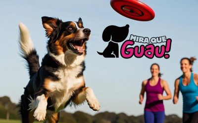 ¡Diversión en el aire para ti y tu perro: Descubre el emocionante mundo del Discdog!