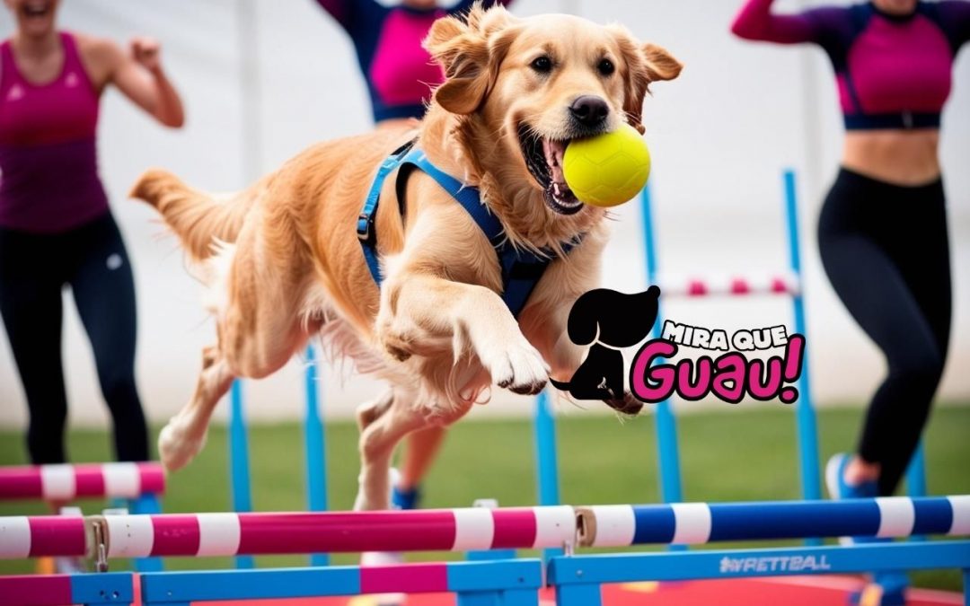 Velocidad, saltos y diversión: ¡Descubre el increíble mundo del Flyball!