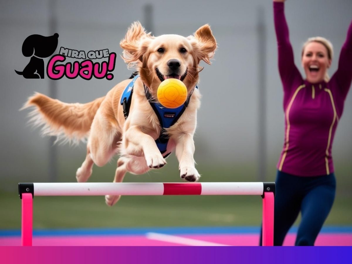 Competiciones Famosas de Flyball