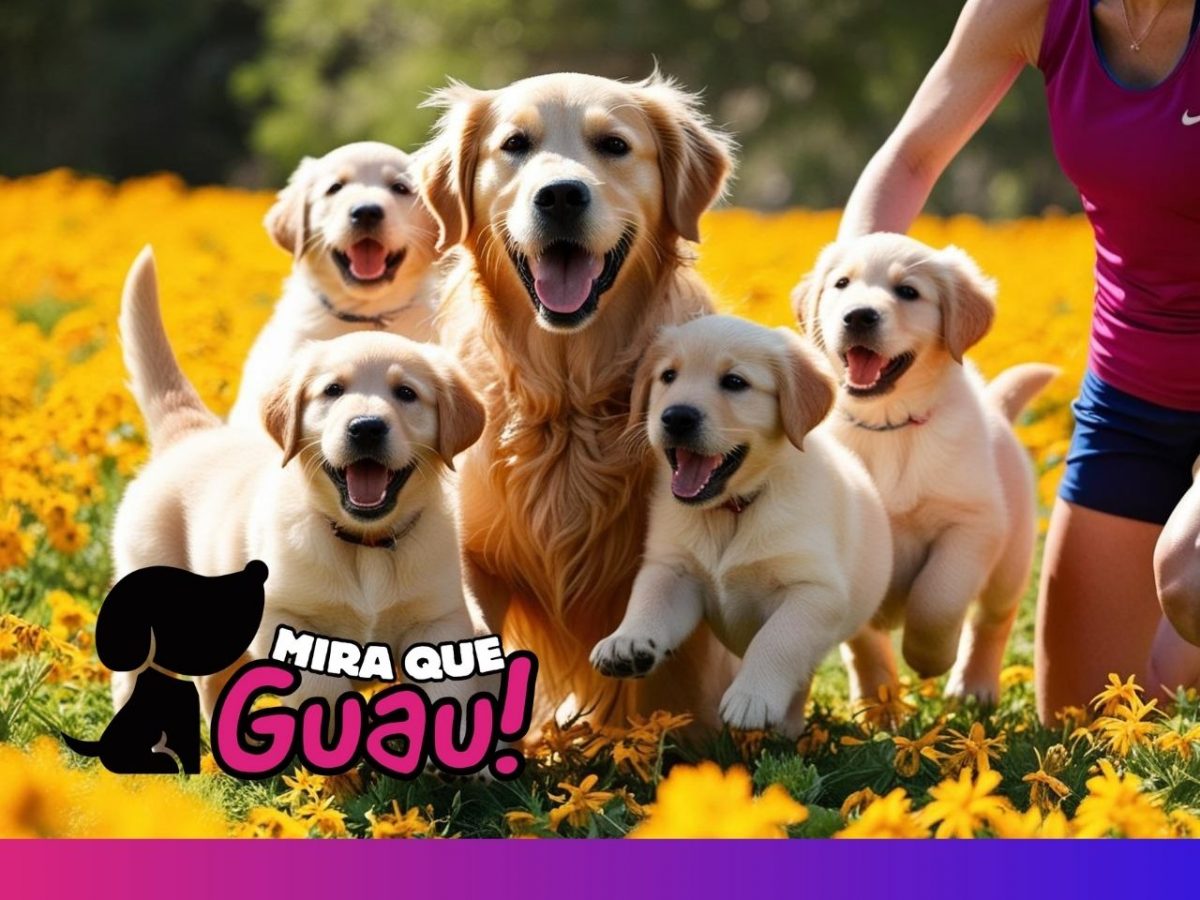 Amor dorado: Conoce al increíble Golden Retriever 1 Mira Que Guau! Cobro de Presas: Su habilidad innata para recuperar objetos lo hace destacar en este deporte.