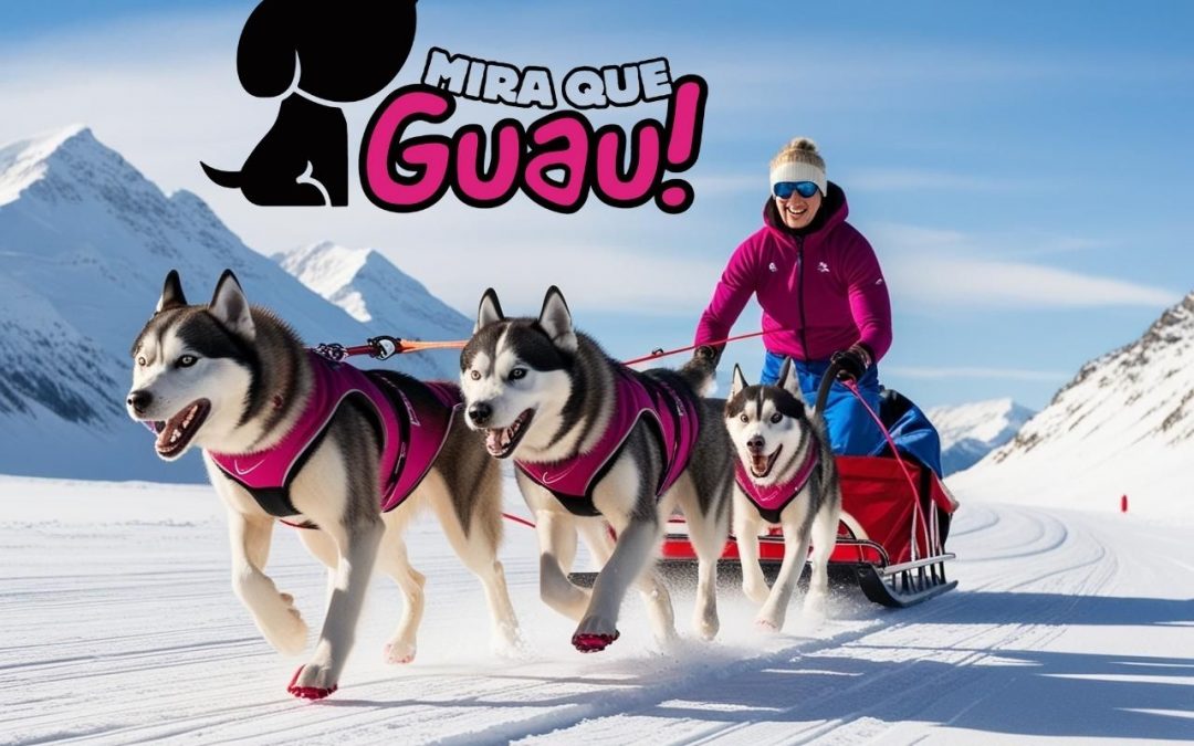 Aventura y trabajo en equipo: ¡Descubre el emocionante mundo del Mushing!