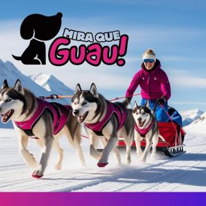 Mushing, deportes de trineo con perros, razas para Mushing, bikejoring, skijoring, trineo de perros, beneficios del Mushing, cómo practicar Mushing, competiciones de Mushing, perros de trabajo.