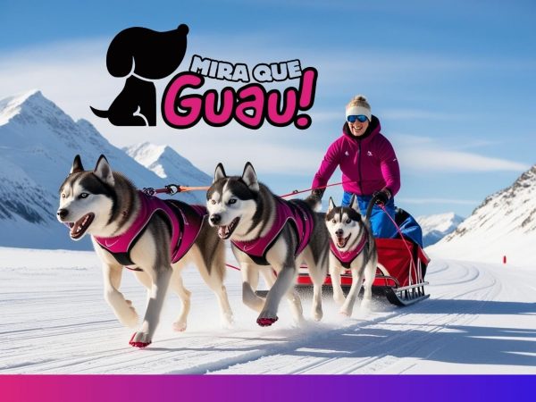 Mushing, deportes de trineo con perros, razas para Mushing, bikejoring, skijoring, trineo de perros, beneficios del Mushing, cómo practicar Mushing, competiciones de Mushing, perros de trabajo.