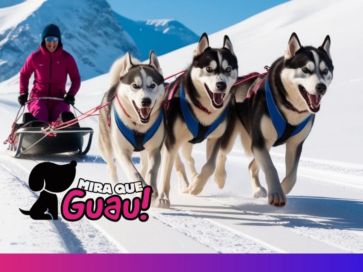 Mira Que Guau!