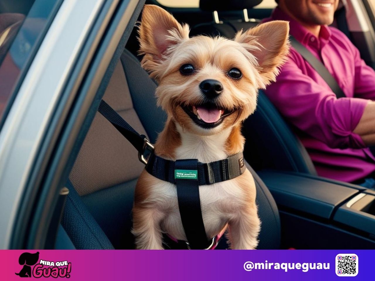 Normativa sobre Viajes en Coche con Perros en España